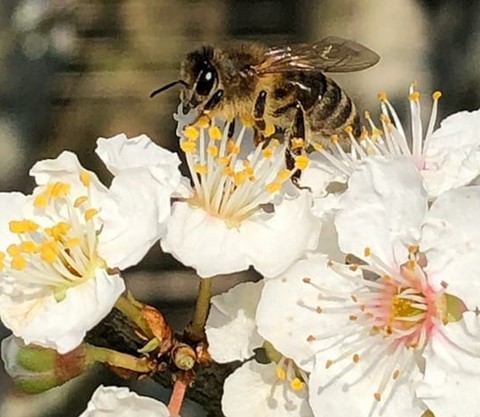 Abeille Noire sur floraison sauvage d'aubépines Campagnes avec ou sans pesticides ? Nos abeilles butinent sur des aires bio