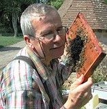 Comment ne pas vanter ce doux travail d'apiculture ? Abeilles câlines: l'abeille noire est une vrai plaisir à travailler