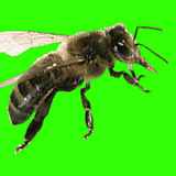 Cire d'abeille biologique  alimentaire certifiée